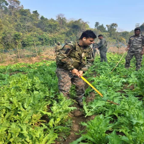 हजारीबाग पुलिस का अफीम के खिलाफ बिग एक्शन, 350 एकड़ में लगी फसल नष्ट