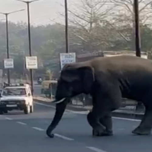 रांची के हवाई नगर में घुसा जंगली हाथी, सुबह-सुबह मची अफरा-तफरी; वन विभाग ने शुरू किया रेस्क्यू अभियान