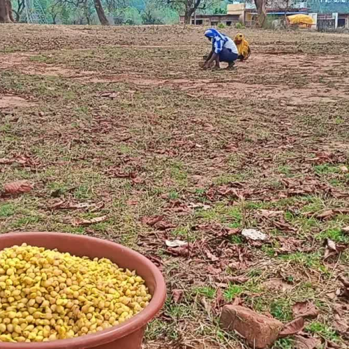 महुआ की फसल पर बेमौसम बारिश का कहर: लातेहार के किसानों और व्यवसायियों की चिंता बढ़ी, इस बार भारी नुकसान की आशंका
