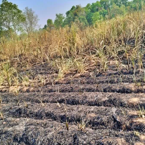 गिरिडीह में आग से तबाही: एक चिंगारी ने 5 एकड़ गन्ने की फसल जलाई, 20 किसानों की सालभर की मेहनत राख, लाखों का नुकसान