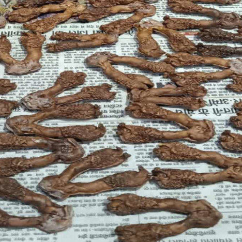 रांची में मॉनिटर लिजर्ड तस्करी का भंडाफोड़, होटल से तीन गिरफ्तार