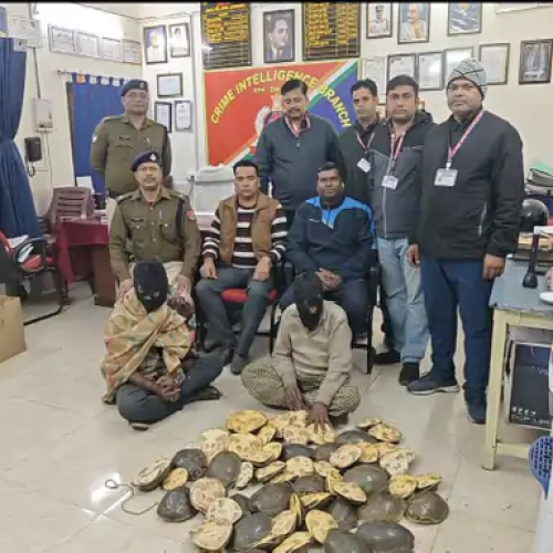 RPF ने 60 कछुओं की तस्करी रोकी, दो तस्कर गिरफ्तार, उत्तर प्रदेश से पश्चिम बंगाल ले जाए जा रहे थे कछुए, 120 रुपए प्रति किलो की दर से होती थी खरीद