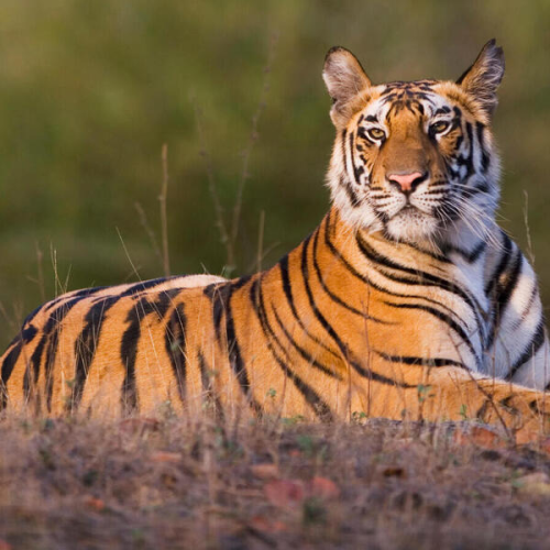 झारखंड में 2025 पहली बार बाघ का रेस्क्यू, हाथी और गौर की रिपोर्ट जारी, गांव हुए विस्थापित