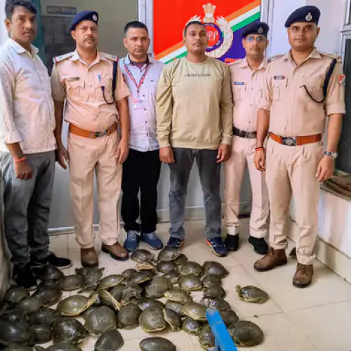 Dhanbad Railway Station: धनबाद स्टेशन पर 7 लाख के 78 कछुए बरामद, RPF ने वन विभाग को सौंपा — वन्यजीव तस्करी का खुलासा