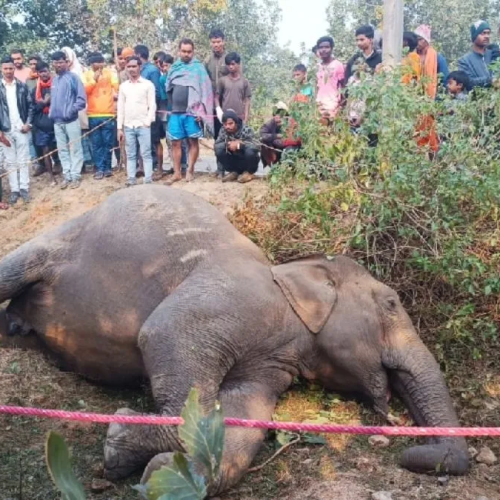 झारखंड में करंट से हथिनी की मौत, बिजली पोल से शरीर रगड़ते समय हुआ दर्दनाक हादसा