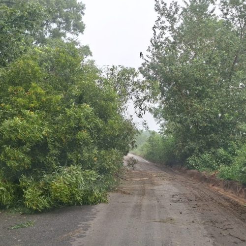 हादसे का इंतजार, खूंटी तोरपा और सिमडेगा को जोड़ने वाली वर्तमान समय का मुख्य सड़क पर गिरा पेड़।
