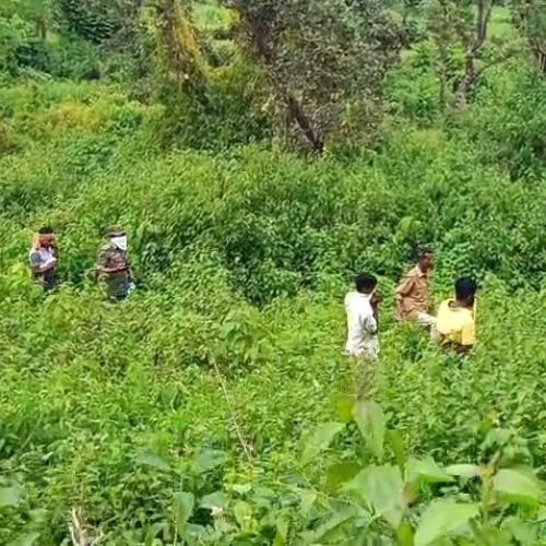 खेत से लौट रही महिला की हत्या, शव झाड़ियों में मिला  गाँव वालों ने पुलिस को दी सूचना।