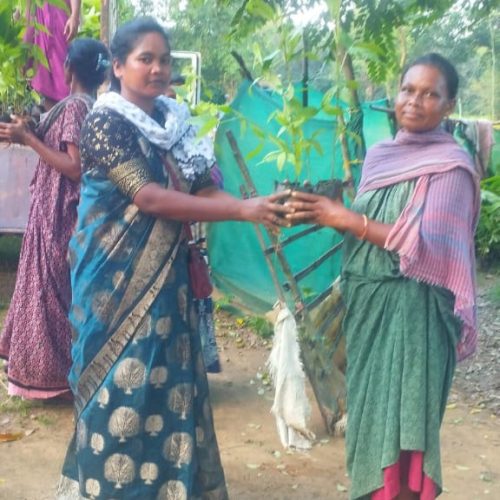 लाह की उन्नत खेती को बढ़ावा देने किसानों के बीच वितरित किए गए समियालता पौधे।