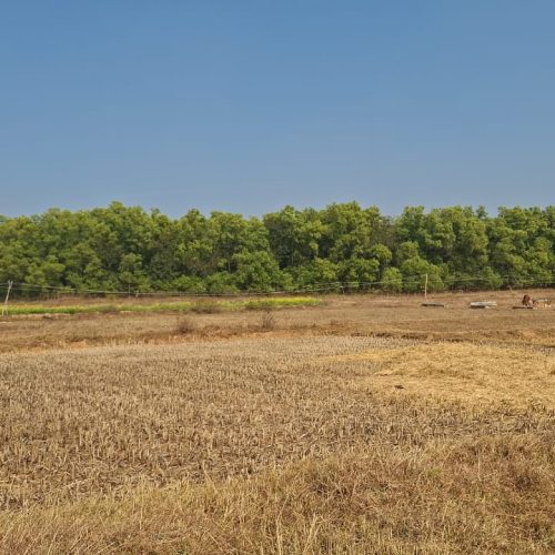 लोधमा के काटमकुकु जंगल से एक व्यक्ति का जला एवं सड़ा-गला एक शव बरामद किया गया