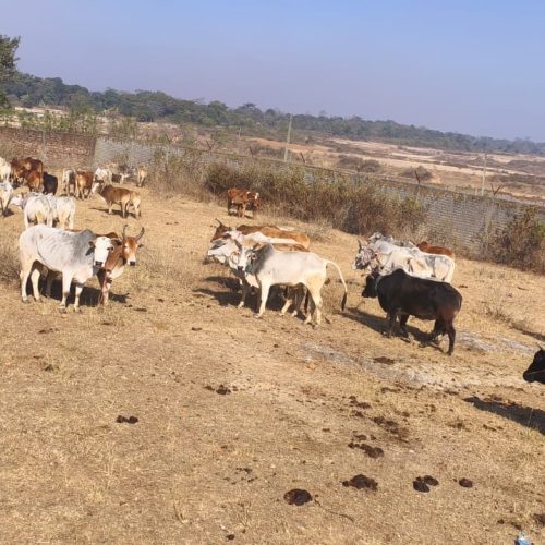 खूंटी के मान्हू गांव में गौ तस्करी का बड़ा खुलासा, 102 गौवंश बरामद, चार तस्कर हिरासत में