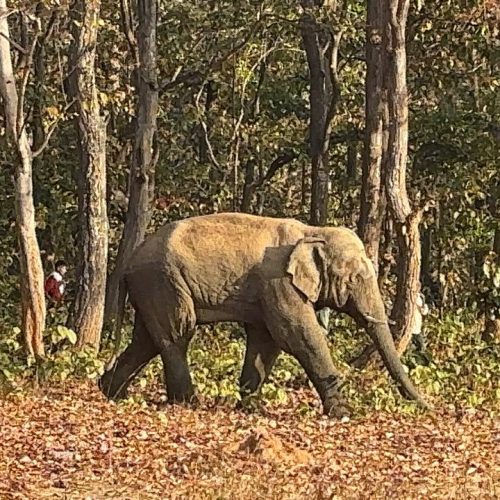नामकोम जंगल में जंगली हाथी की दस्तक से दहशत, वन विभाग ने लोगों से सतर्क रहने की अपील की