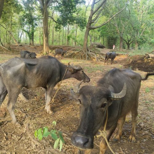 10 दिनों से गांव में घूम रही छह लावारिस भैंसें, किसान की फसल बर्बाद
