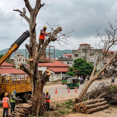 मानसून से पहले रांची में बड़े स्तर पर पेड़ हटाने की तैयारी, 1200 सूखे और खतरनाक पेड़ों की होगी कटाई-ट्रिमिंग, सीएम ने दिए सख्त निर्देश