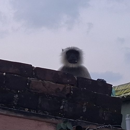 खूंटी में शहरी क्षेत्र में हनुमान के आने से दहशत, वन विभाग का प्रयास जारी।