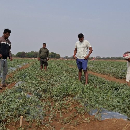 बेमौसम बारिश और ओलावृष्टि से खूंटी में फसलें तबाह, किसानों की बढ़ी चिंता
