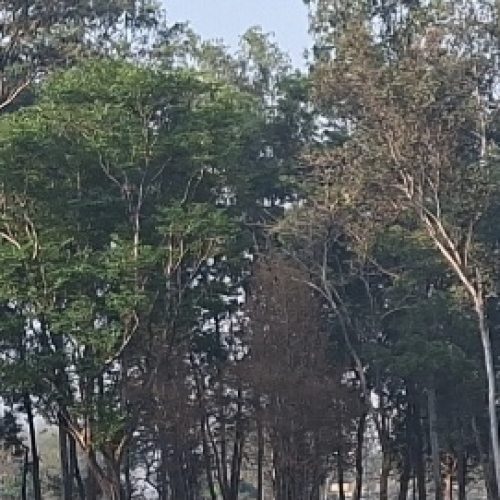 झाड़ी से क्षत-विक्षत शव बरामद, हत्या की आशंका