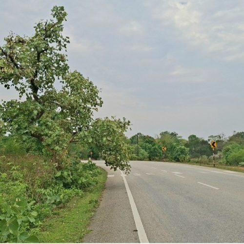तेज रफ्तार बोलेरो की टक्कर से युवक की मौत, परिवार में मचा कोहराम