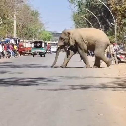 खूंटी शहर में घुसा जंगली हाथी, वन विभाग कार्यालय तक पहुंचा — घंटों अफरातफरी, कड़ी मशक्कत के बाद जंगल की ओर खदेड़ा गया