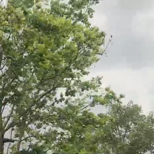 गुमला जिले में ओलावृष्टि और मूसलधार बारिश ने फिर मचाई तबाही,किसानों की फसल पर दोहरी मार।