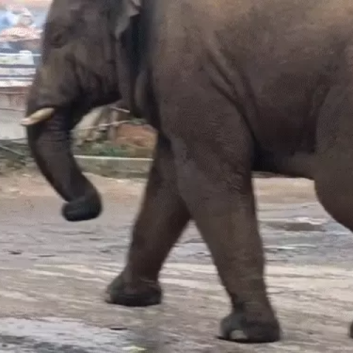 लातेहार में सड़क पर जंगली हाथी से अफरातफरी: झुंड से बिछड़कर 12 KM चला, मुख्य शहर में घुसा; वन विभाग की टीम सतर्क