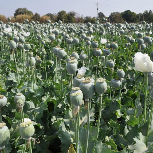 पलामू में 200 एकड़ में लगी अफीम की फसल नष्ट, जीआर लोकेशन से जमीन मालिकों की हो रही पहचान
