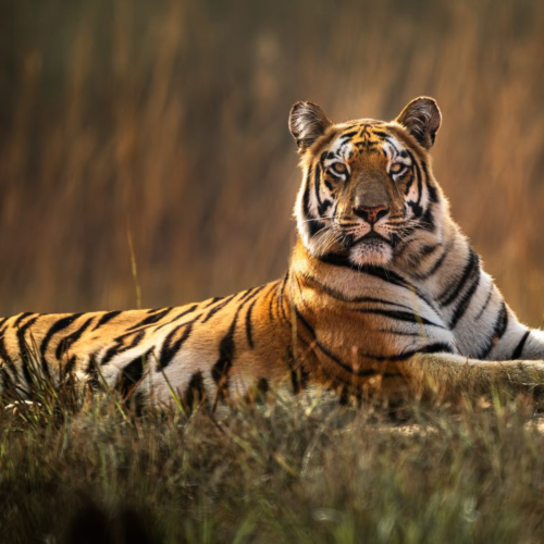 टाइगर एस्टीमेशन में झारखंड सबसे आगे, पलामू ने पूरा किया दो चरण का काम